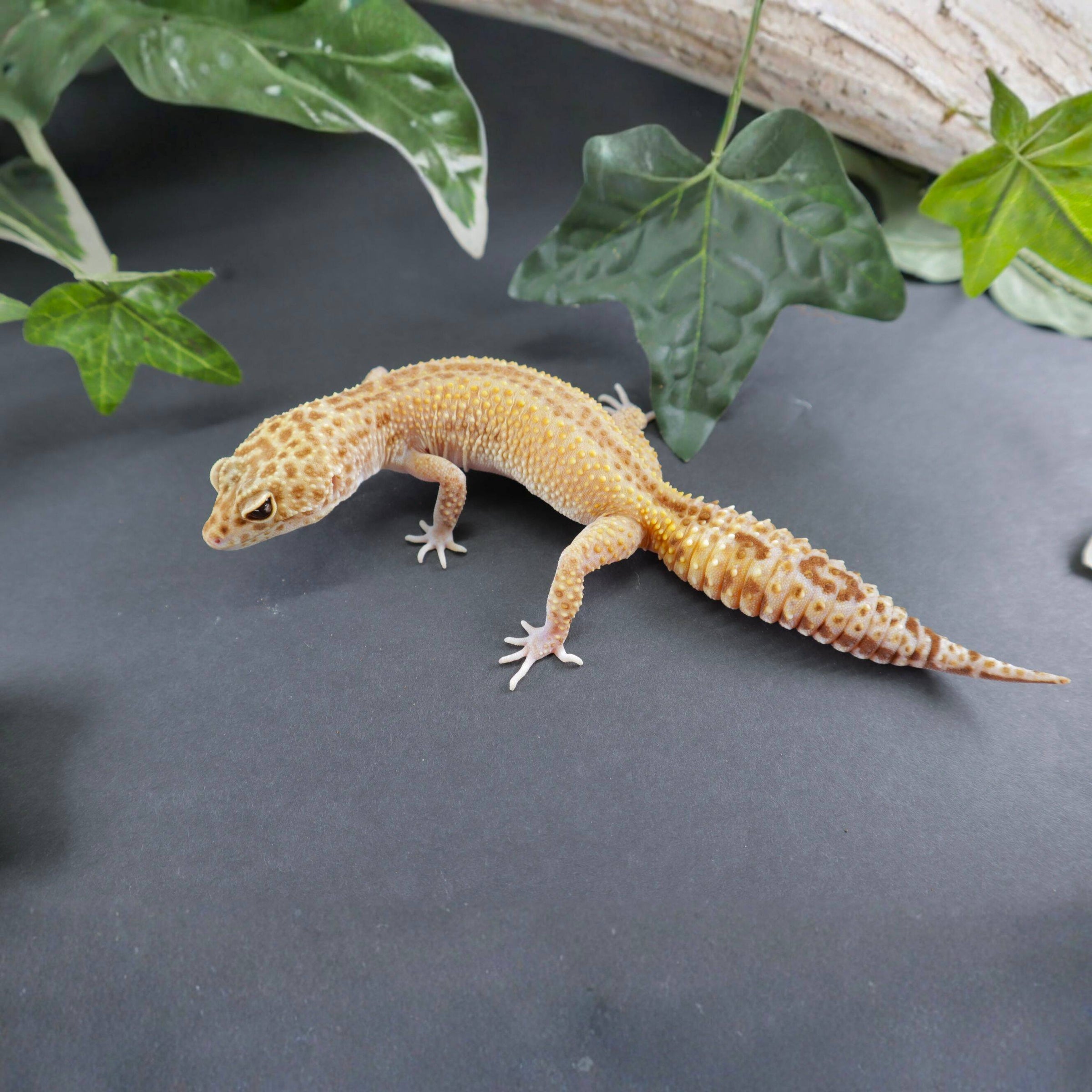 Our Leopard Geckos | Supreme Gecko